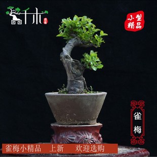 千木雀梅盆景 办公室桌面趣味小绿植微型盆景 树桩绿植老桩盆栽