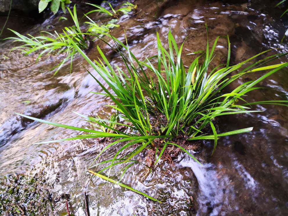 挺水植物石菖蒲水培沼泽过滤挺养鱼龟缸盆栽造景吸水石耐阴寒绿植