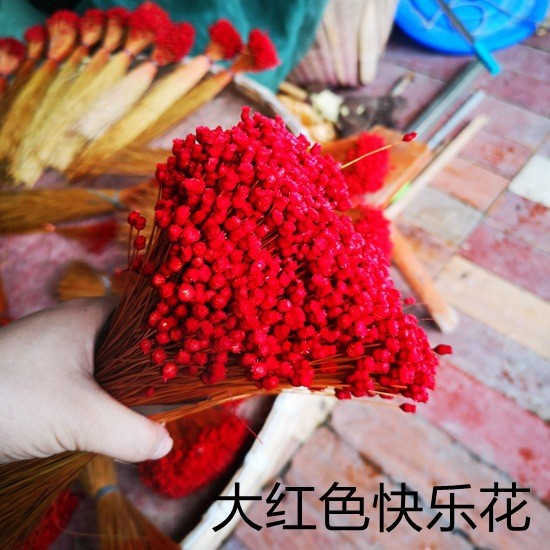 大红快乐花小星花金鱼草干花