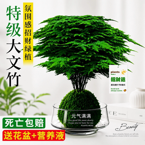 办公室水培文竹苔藓球客厅绿植物盆栽懒人好养活净化空气创意摆件