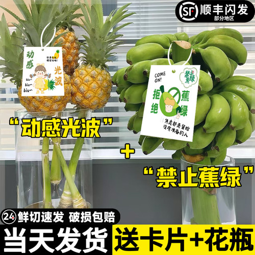 水培小米蕉菠萝水养植物