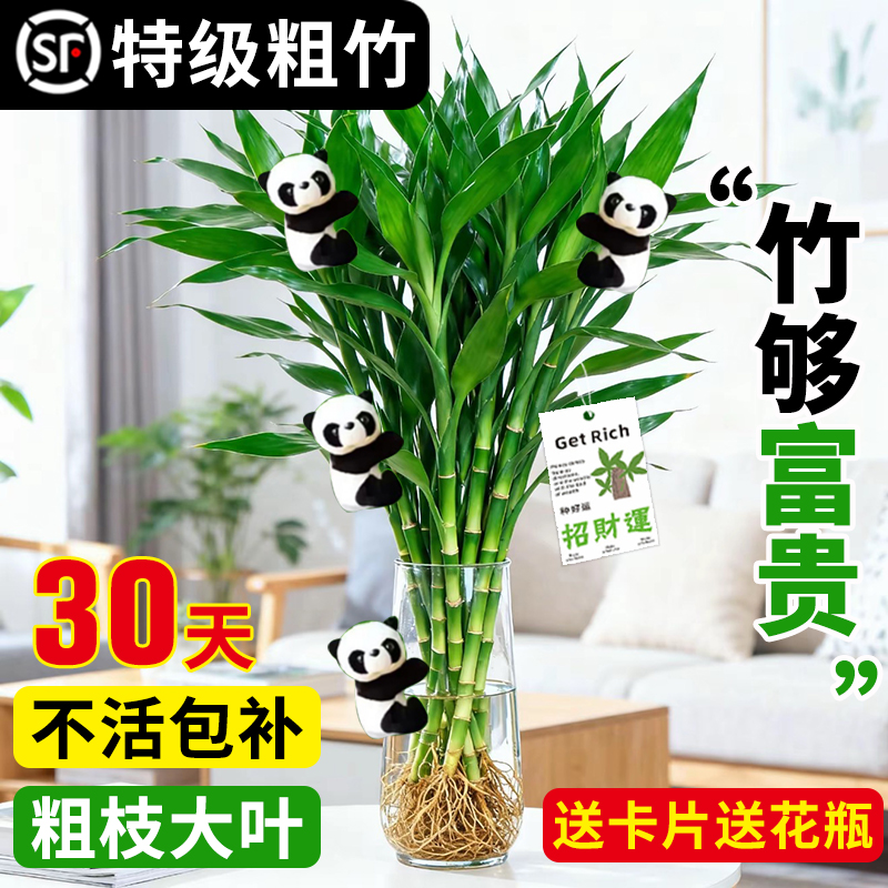 【粗支大叶】特级水培富贵竹带根