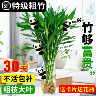 富贵竹水培植物客厅招财转运竹子粗杆带根室内水养绿植四季好养活