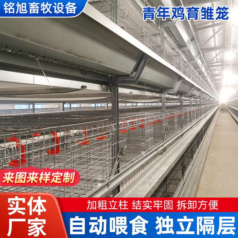 青年鸡育雏笼厂家雏鸡笼专业育雏设备阶梯式加粗分层蛋鸡笼肉鸡笼