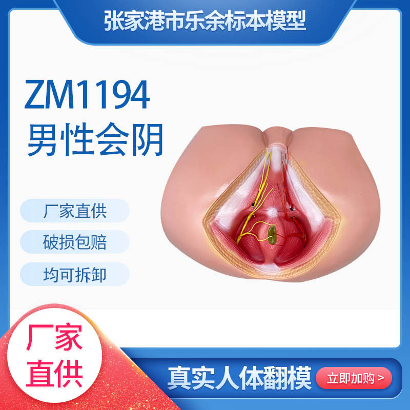 厂家供应ZM1194男性会阴实验室学校生物教学仿真模型教学器具现货