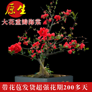 新品 海棠花盆栽原生长寿冠绿宝石盆景重瓣阳台庭院室内Z花卉四季