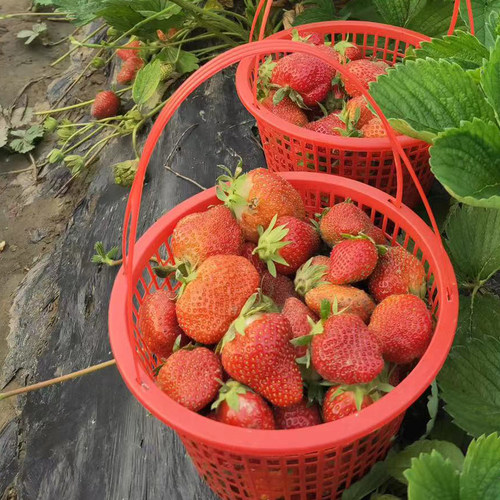 圆形草莓篮子1h-j10斤手提篮塑料水果筐蓝莓篮樱桃篮蓝莓采摘篮