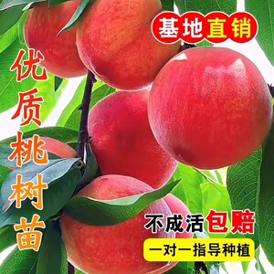 优质桃树果苗桃树嫁接苗当年结果抗寒南方北方种植大果红心桃子