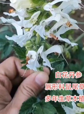 正宗野生白花丹参山东正品白花丹参天然无硫熏可打粉老师推荐