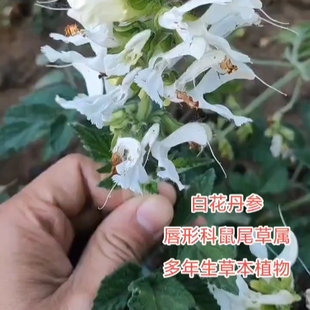 正宗野生白花丹参山东正品白花丹参天然无硫熏可打粉老师推荐