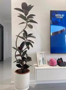 黑金橡皮树DZC假仿真绿植刚高轻奢客厅摆件大型落地绿叶端榕仿生