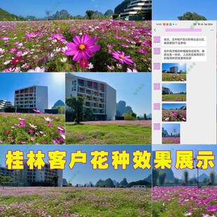 混色波斯菊种子多杆色菊QEJ花种籽矮混色格桑花种草子五色菊卉种