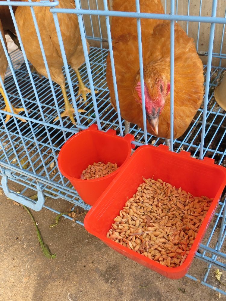 彩色塑料小鸟喂食器加厚食盒喂水挂杯鹦鹉鸽子饮水食槽