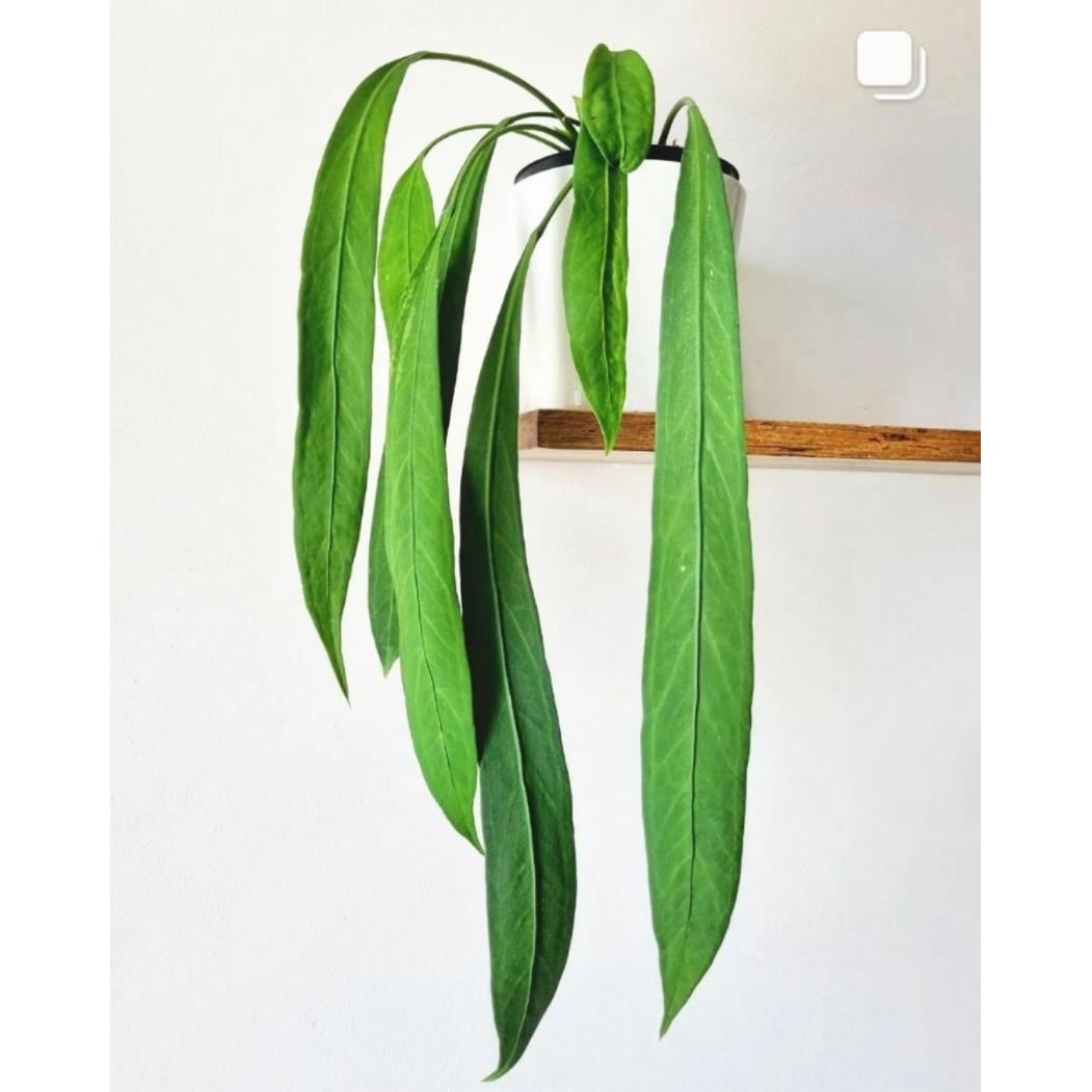 维塔领带花烛垂吊花烛上板垂吊悬挂绿植 室内绿植 ins风热植