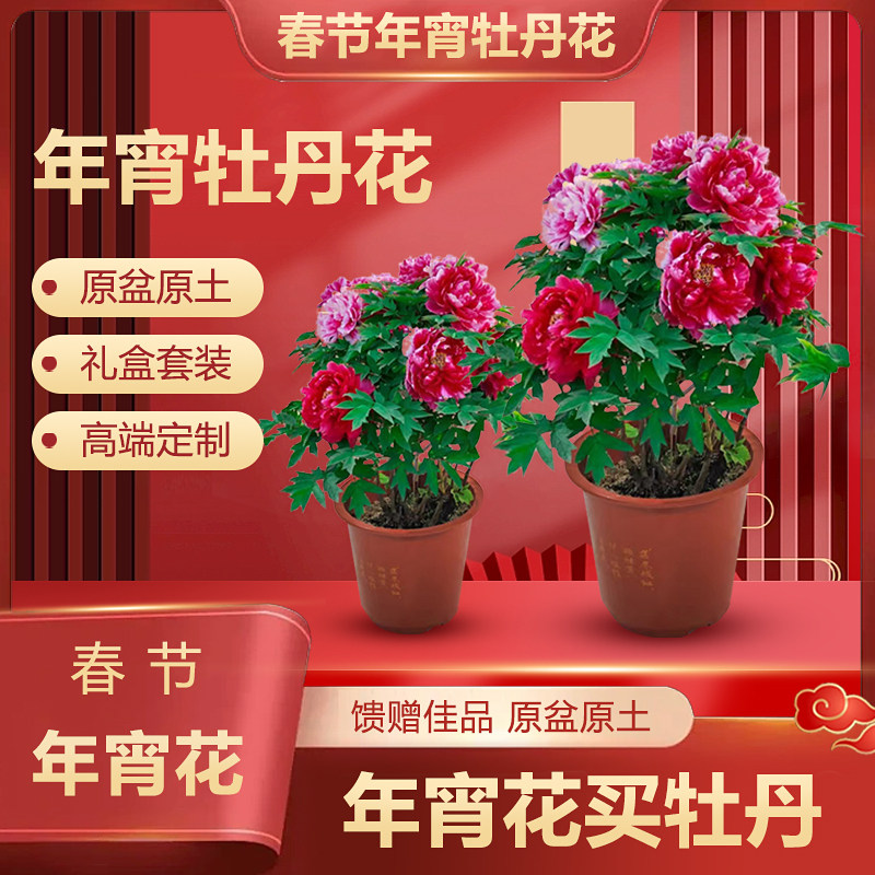 洛阳牡丹花盆栽带花苞催花牡丹年宵花高档礼品带花苞春节开花观赏