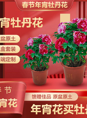 洛阳牡丹盆栽带花苞春节开花