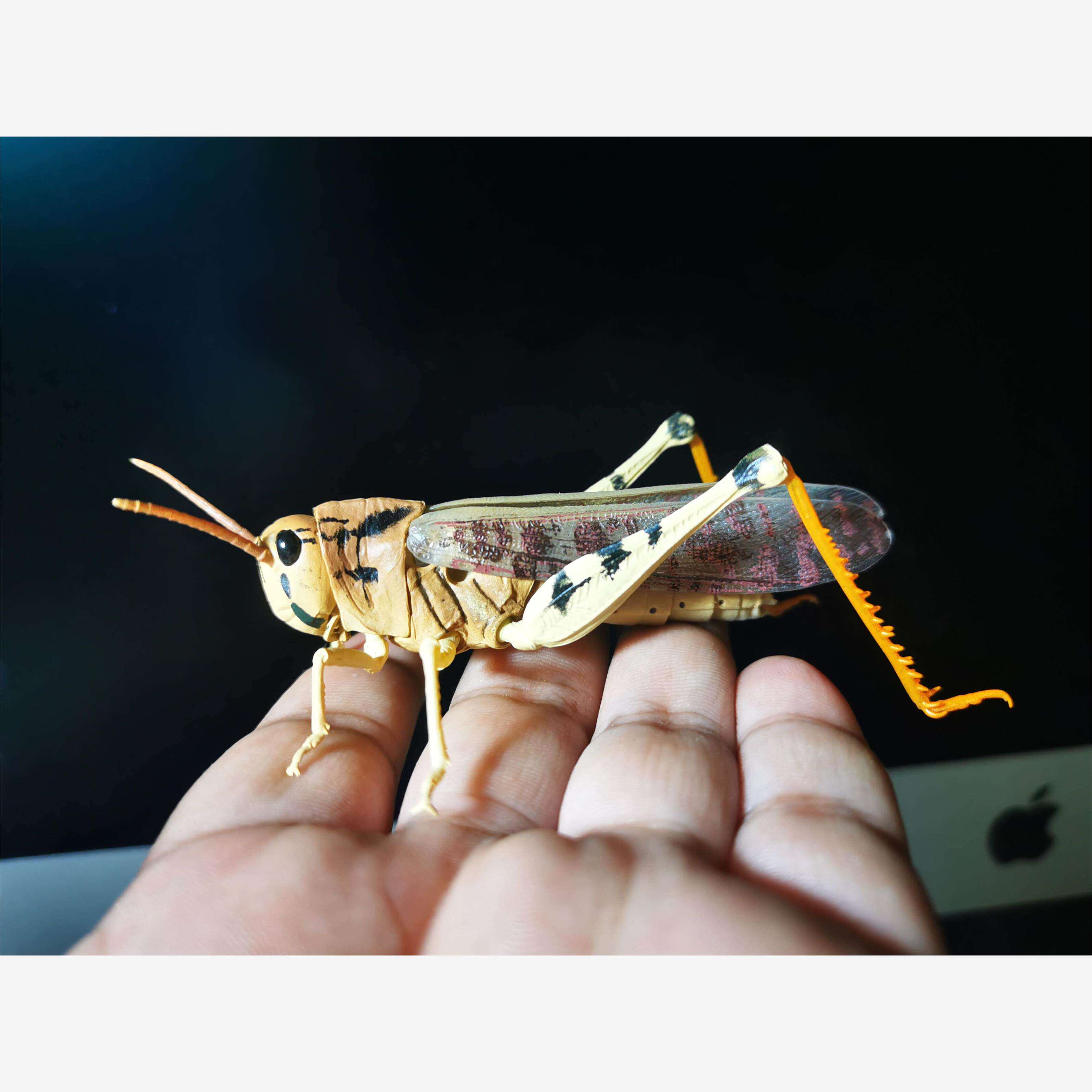 预售# 扭蛋 生物大图鉴 可动蝗虫 蚱蜢 草蜢 飞蝗 蚂蚱 礼