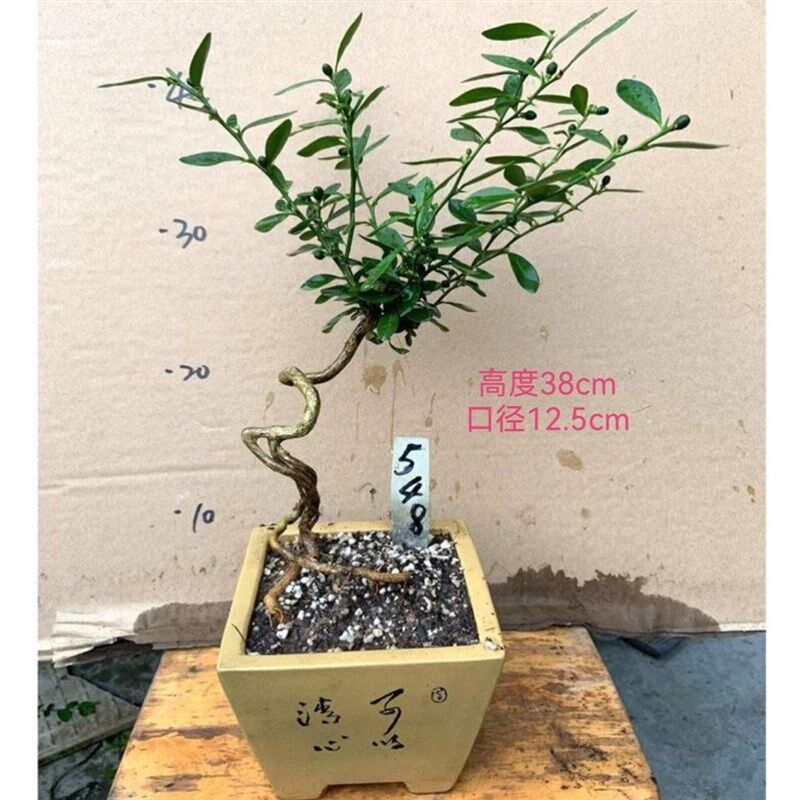 速发小叶金豆盆景老桩金蛋子挂果金弹子盆栽山桔盆景老鸦柿盆景客