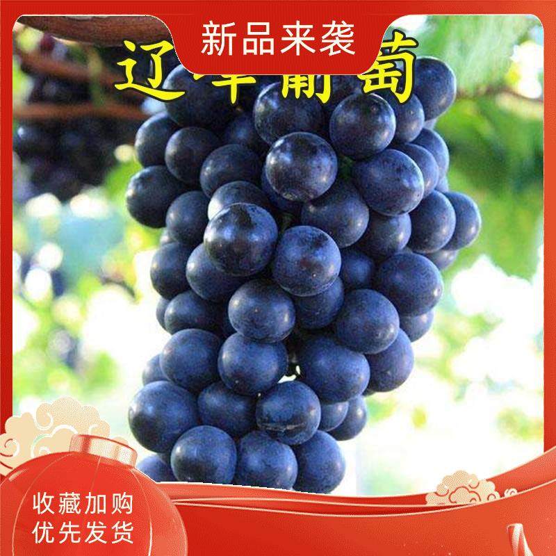 极速新辽峰葡萄树大果中熟葡苖萄嫁植F接扦插葡萄苖南方北方种果