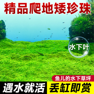 极速爬地矮珍珠水j草植物趴地水下叶鱼缸造景无土水培真草古法养