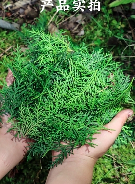 侧柏叶新鲜采摘扁柏叶洗发乌发生发纯天然柏树枝叶泡酒熏腊肉香