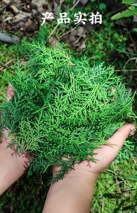 侧柏叶新鲜采摘扁柏叶洗发乌发生发纯天然柏树枝叶泡酒熏腊肉香