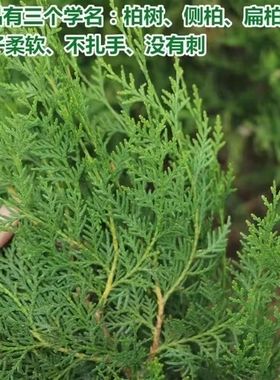 沂蒙山特价野生新鲜柏树枝侧柏叶中药材泡酒生发乌发防脱熏