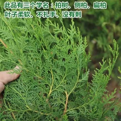 沂蒙山特价野生新鲜柏树枝侧柏叶中药材泡酒生发乌发防脱熏