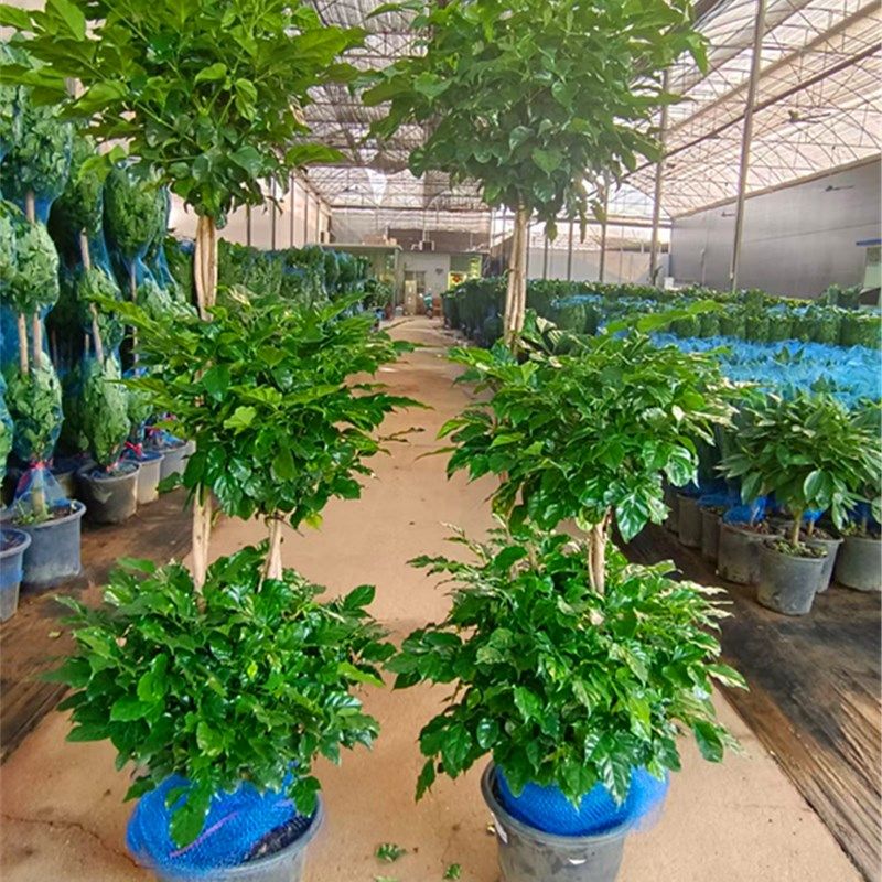 极速原生多层幸福树观叶大型绿植室内客厅绿N宝盆栽净化空气吸甲,鲜花速递/花卉仿真/绿植园艺,大型绿植/成品组合盆栽,淘宝优惠券,粉丝福利购,淘宝优惠卷