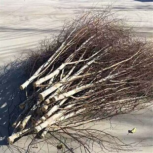 桦树干树枝桦f树枝白q桦树装饰树干树桩白树枝酒店橱窗装饰造型树