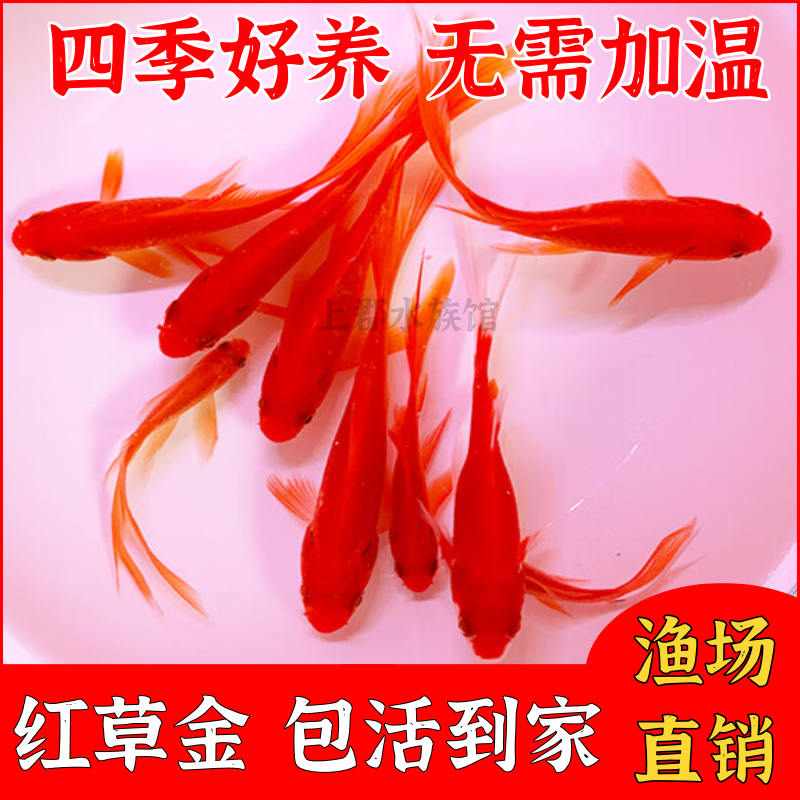 草金鱼红草鱼长尾大草金冷水鱼