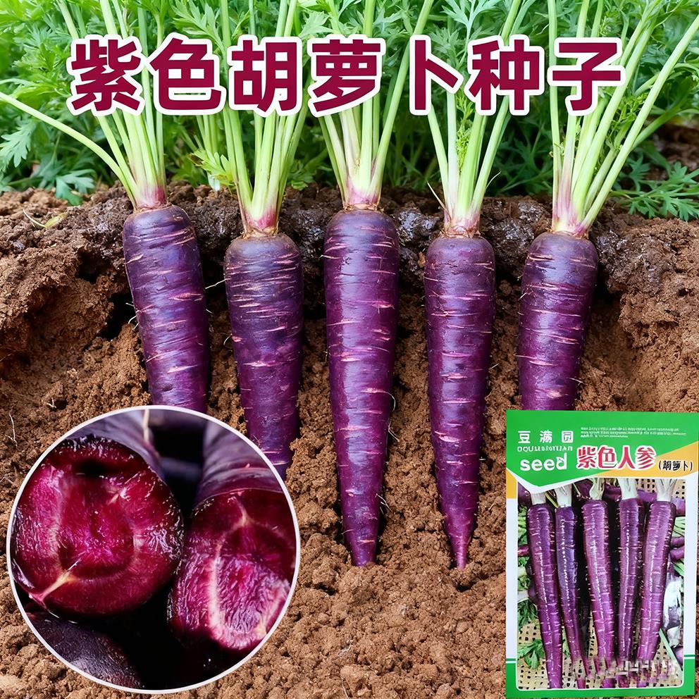 紫参胡萝卜种子萝卜籽庭院田园蔬菜种子阳台种菜盆栽蔬果水果种子
