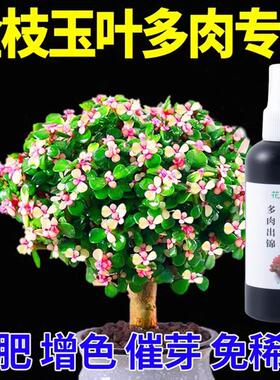 多肉出锦药水变红增色剂专用营养液暴爆牙增红增肥金枝玉叶变色剂