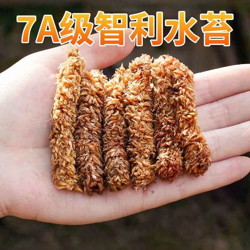 智利进口毛毛虫水苔七星干苔藓蝴蝶兰花专用土基质乌龟冬眠垫材