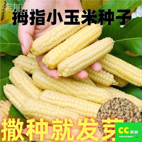 西双版纳香糯拇指小玉米种云南拇指玉米种籽子孑牛奶手指种子大全