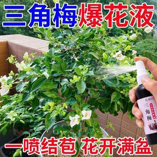 三角梅复活液老桩催芽剂防枯树烂根黄叶强力生根药水专用营养液