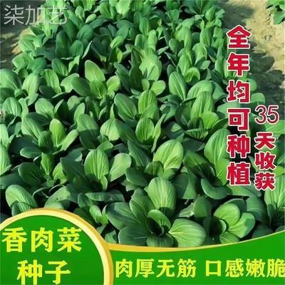 新品种北京香肉菜 原装35天可采收耐寒耐热 春秋四季农家青菜蔬菜