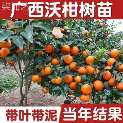 广西武鸣沃柑树苗南北方种植无核籽桔橘子盆栽嫁接水带果正宗091