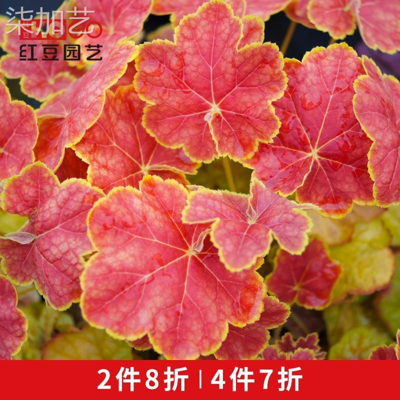 矾根盆栽花叶彩叶植物会变色黄金斑马...