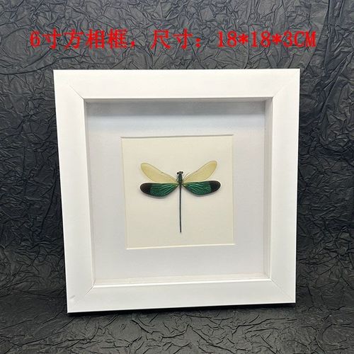 蜻蜓标本相框真蝴蝶标本教学科普B家居摆件挂画装饰画婚庆生日礼