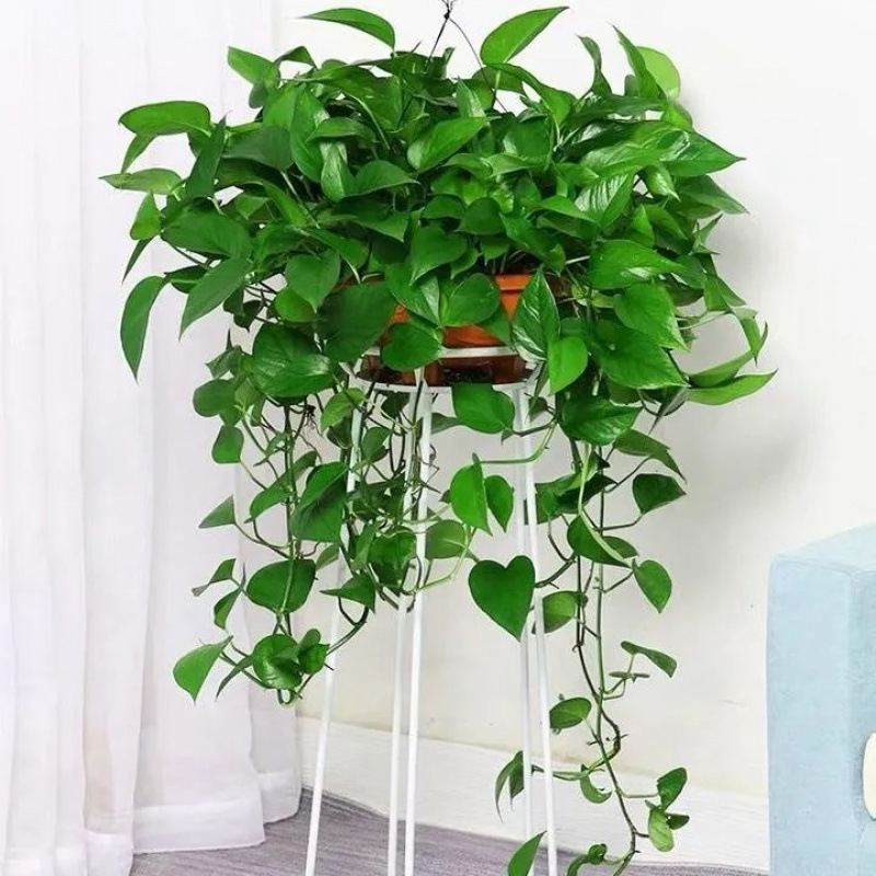 大盆绿萝长藤悬挂绿植办公室内大叶绿箩水培花卉好养牵藤长条植物
