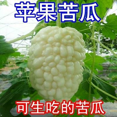 新品苹果苦瓜种子甘甜水台湾