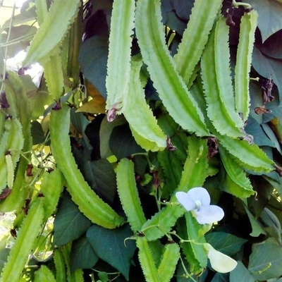 四棱豆种子边菱角庭院阳台大