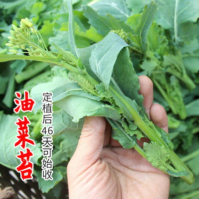 油菜苔种子籽春秋冬季台早熟