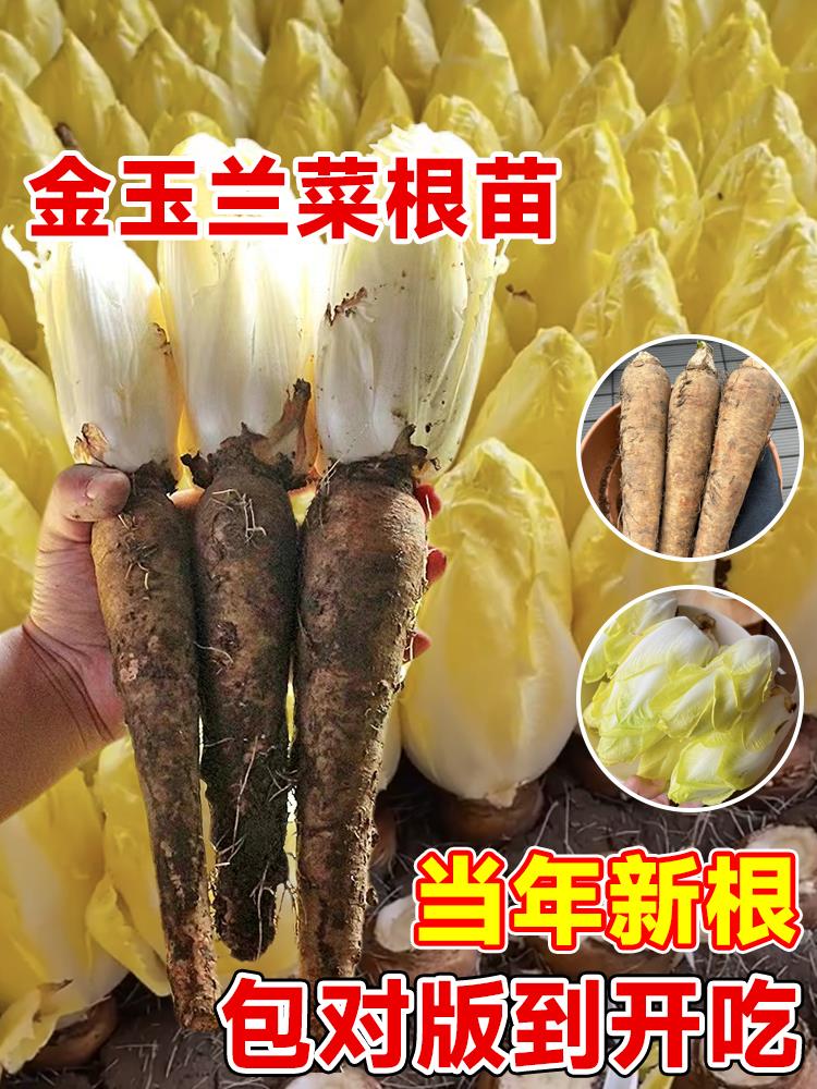 四季金玉兰菜根苗软化菊苣菜苗秧苗秋冬季耐寒蔬菜苗阳台盆栽种苗