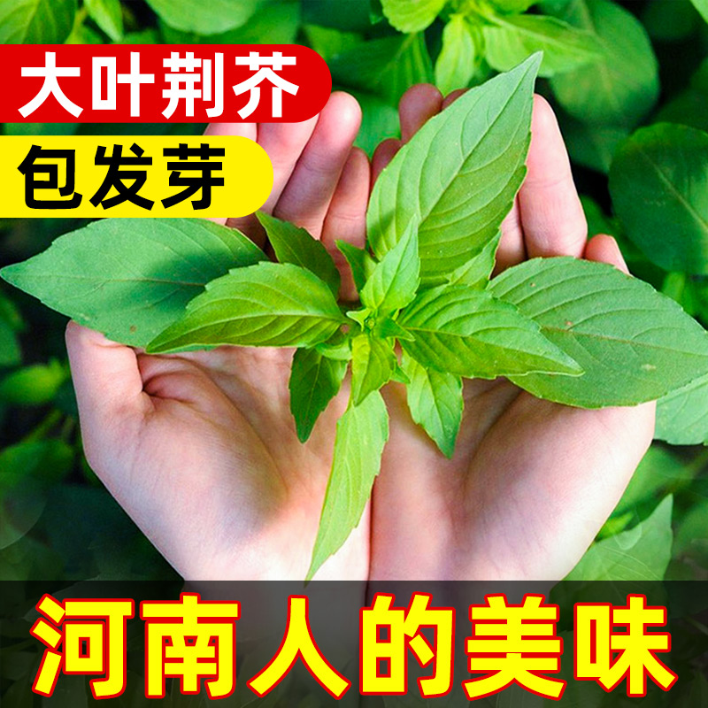 河南大叶荆芥种子苗孑小青