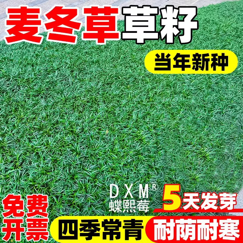 矮麦冬草草籽细长叶庭院绿化玉龙草四季常青麦冬草籽耐寒草皮种子