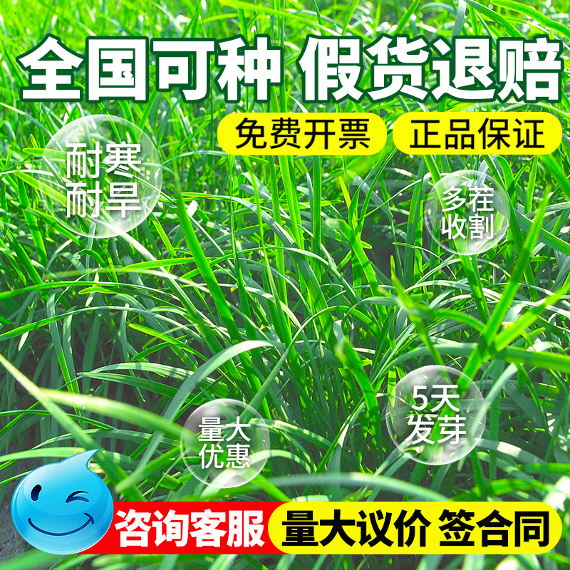 黑麦草种子四季高产牧草种籽