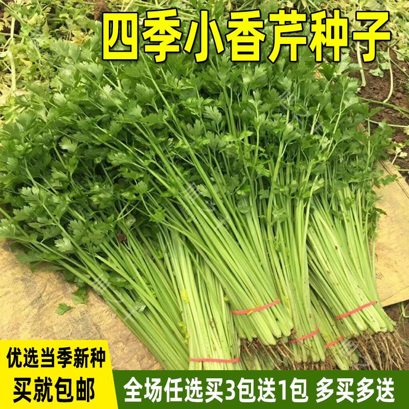 四季小香芹种子芹菜种籽子四季盆栽芹菜种子阳台庭院种菜蔬菜种孑