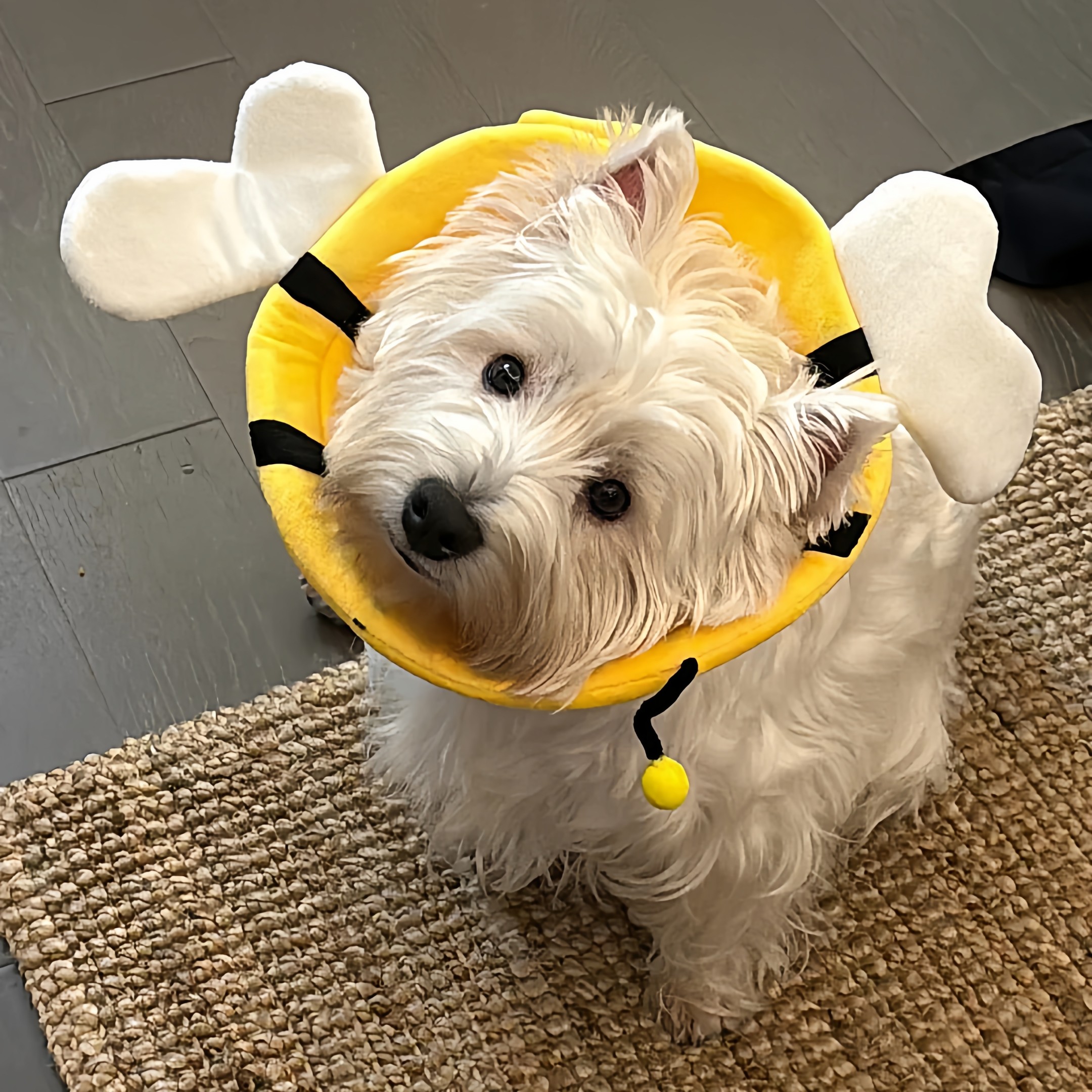 猫咪狗狗伊丽莎白圈绝育术后防抓防舔幼猫成猫可调节头套宠物用品,宠物/宠物食品及用品,宠物伊丽莎白圈,淘宝优惠券,粉丝福利购,淘宝优惠卷